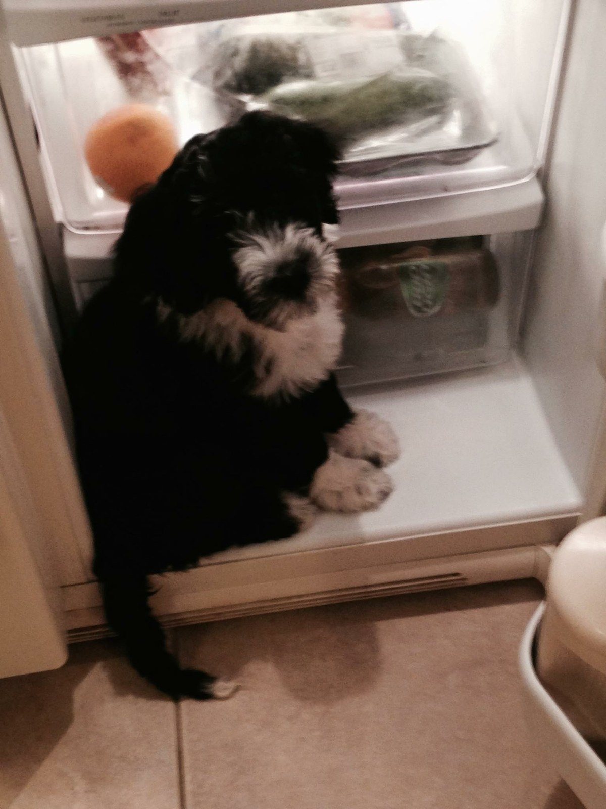 Coco Says I Want Food!