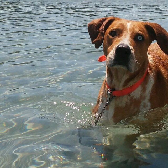 Cove Doggy!