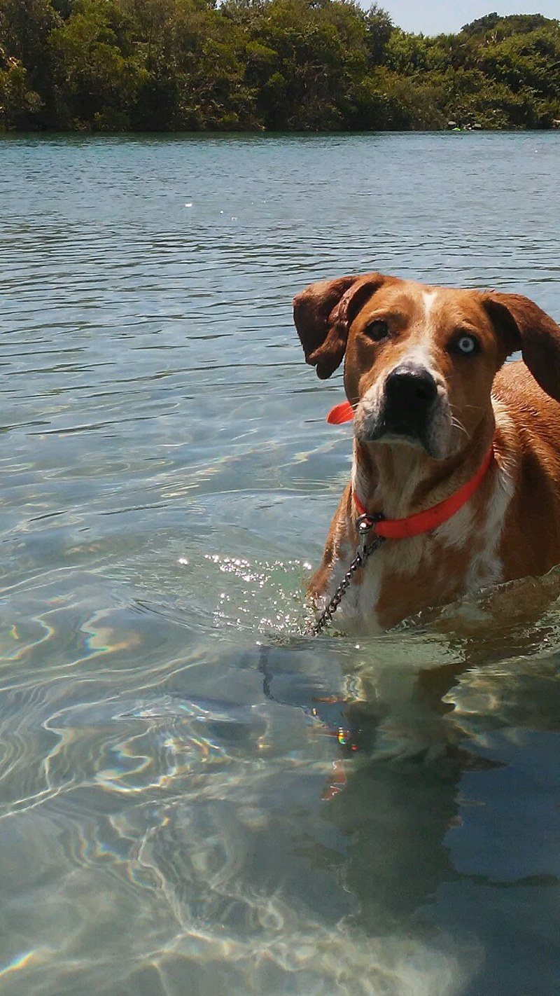 Cove Doggy!