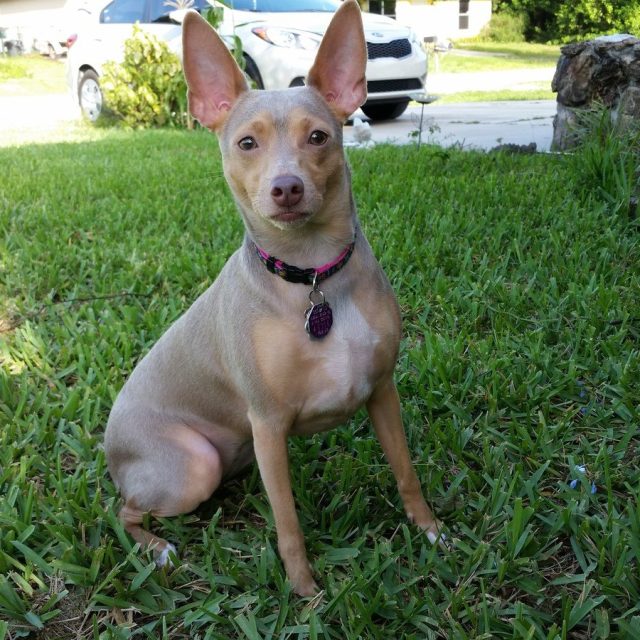 Josie