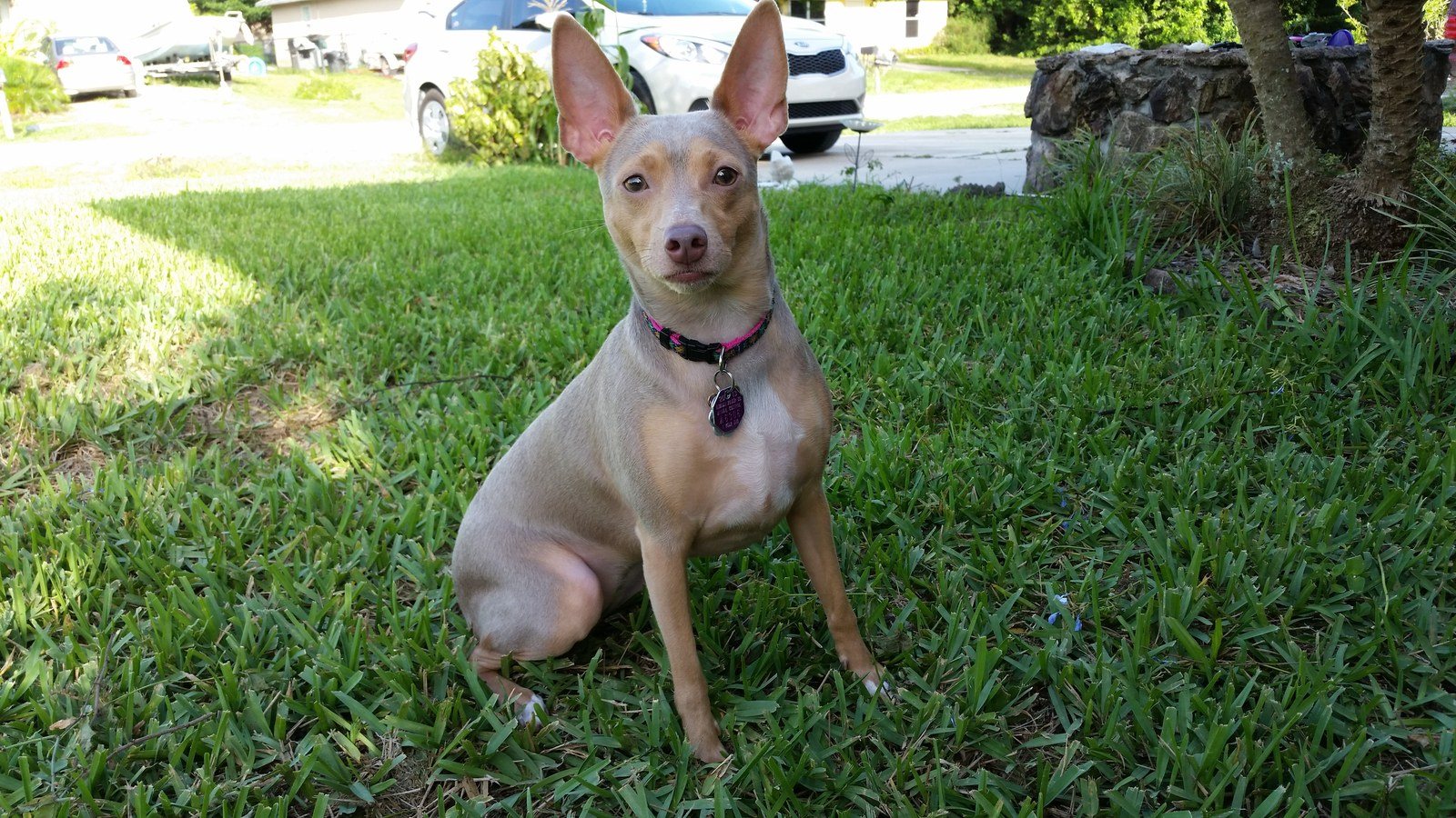 Josie