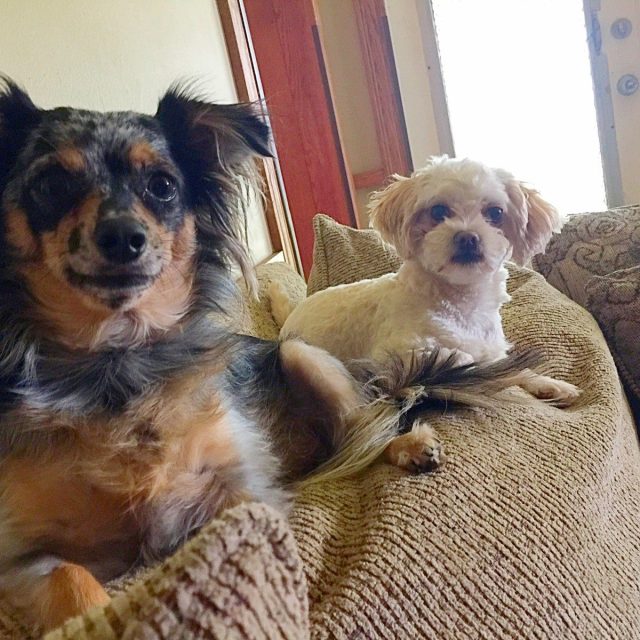 Pooter Brown And Biscuit