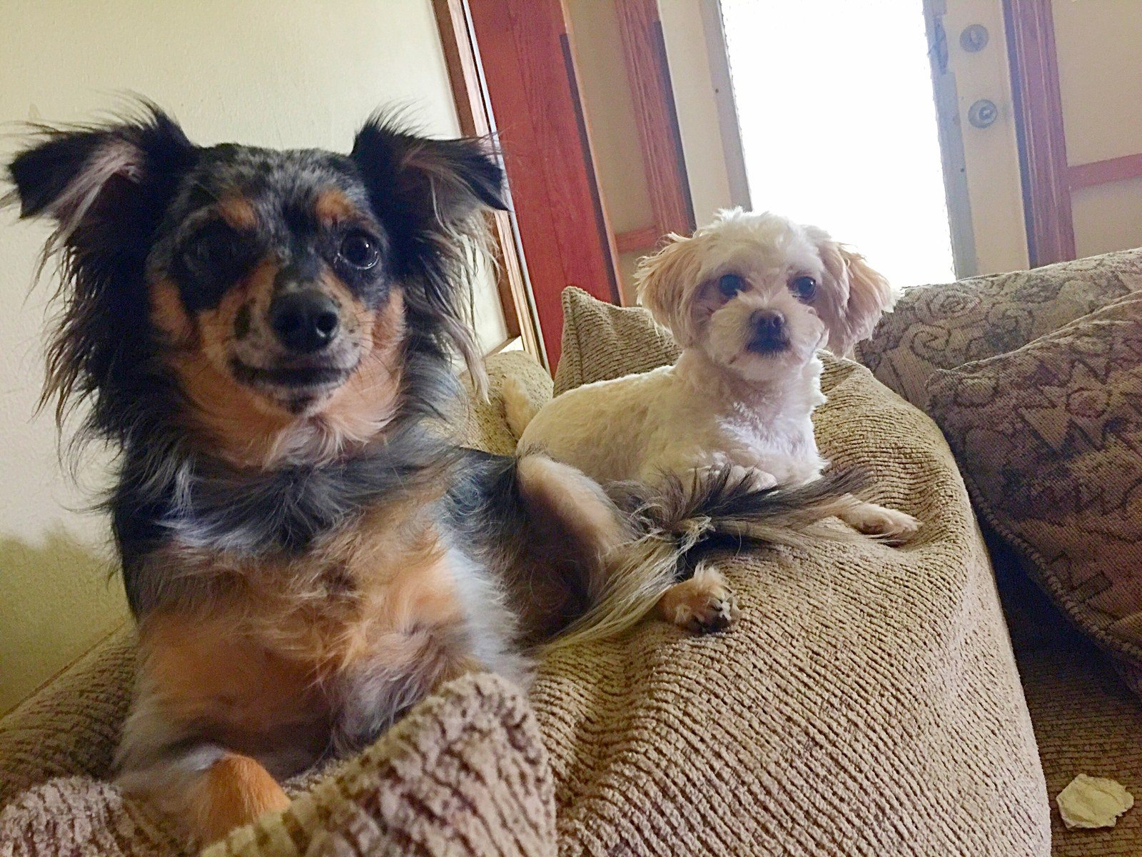 Pooter Brown And Biscuit