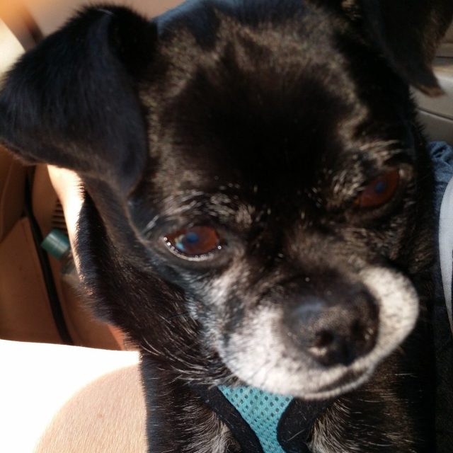 Doogie