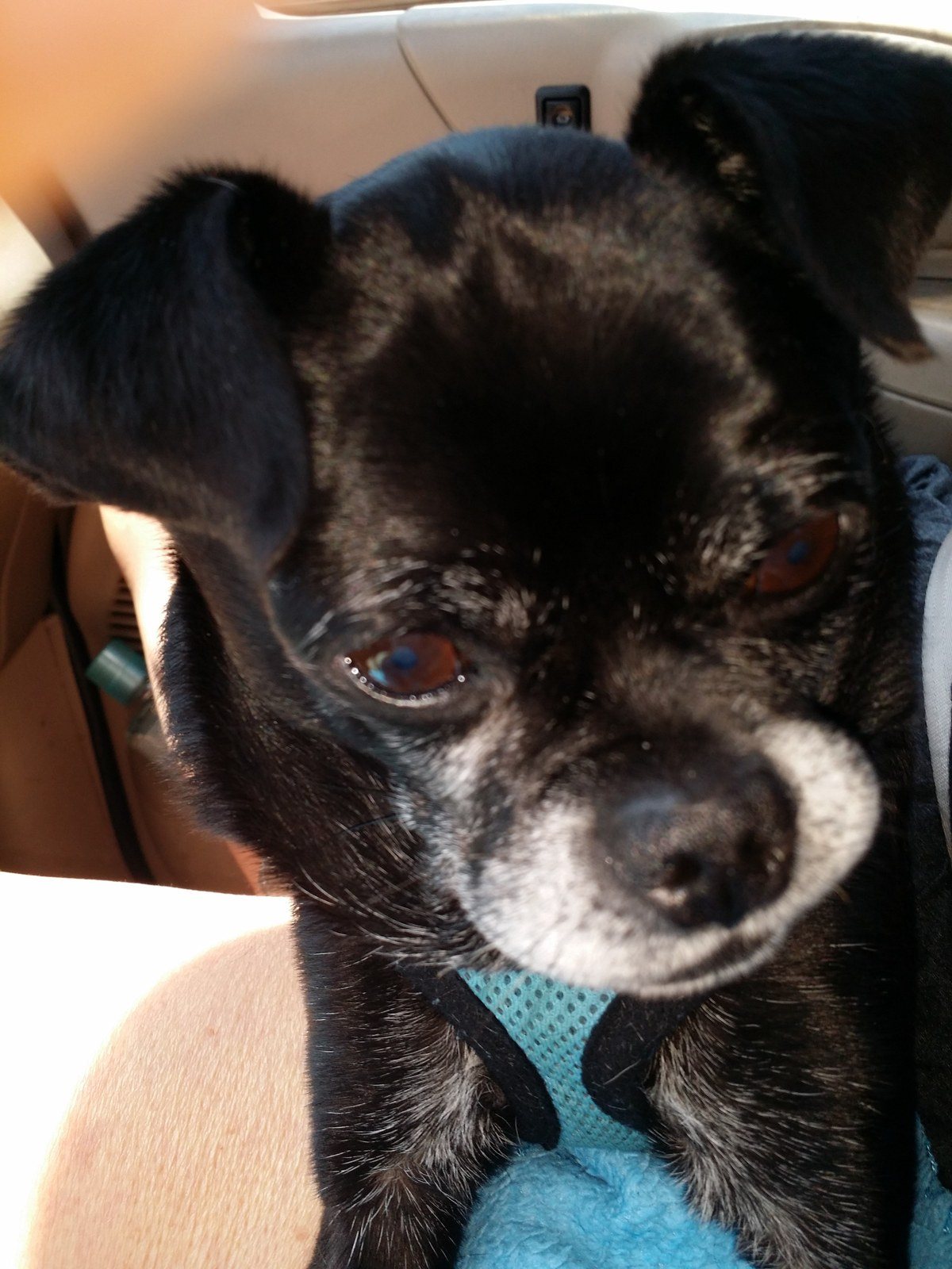 Doogie