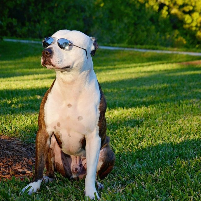 Cool Guy Gotti