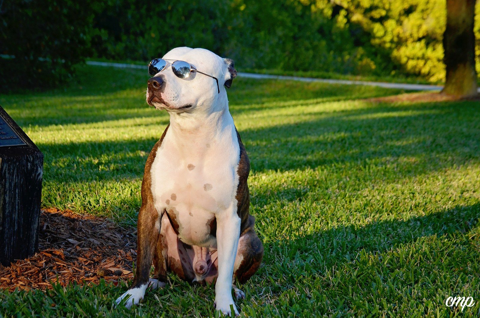 Cool Guy Gotti