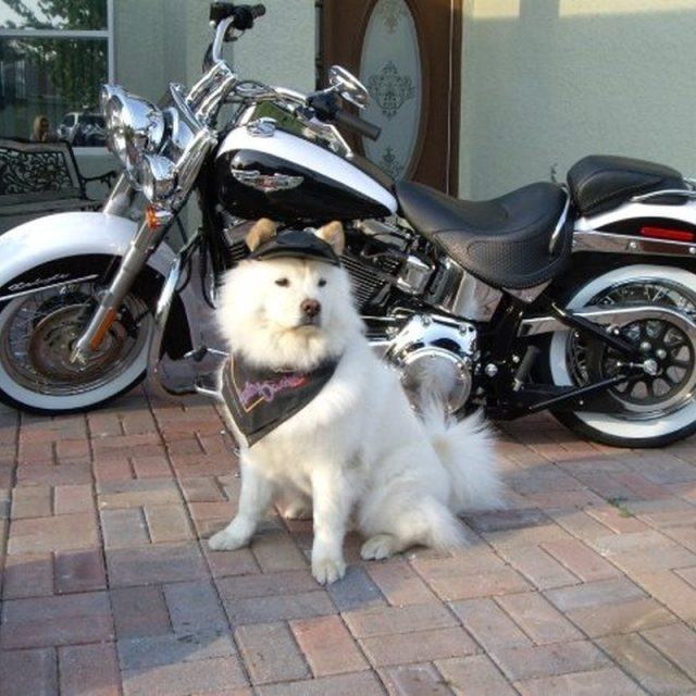 Sadie's - Bad To Bone