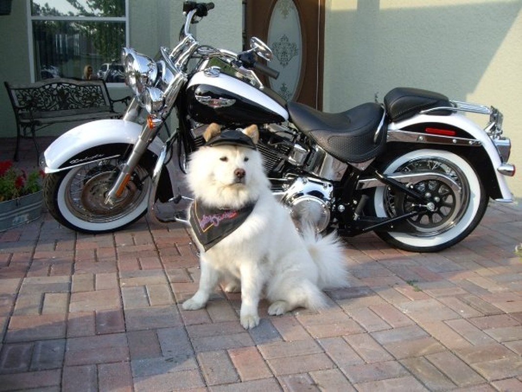 Sadie's - Bad To Bone