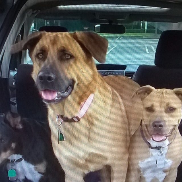 3 Amigos