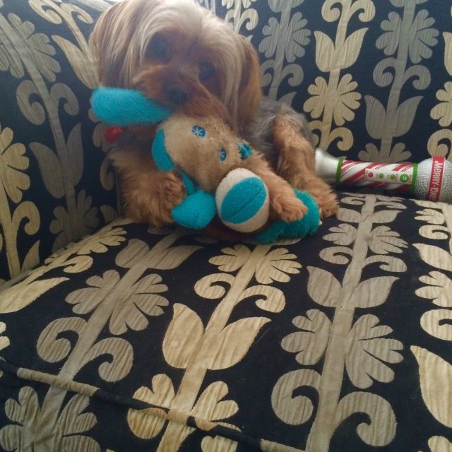 Snuggle Buddies