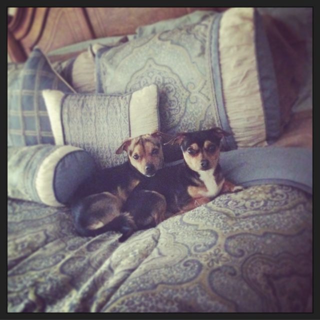 Ruff Life!