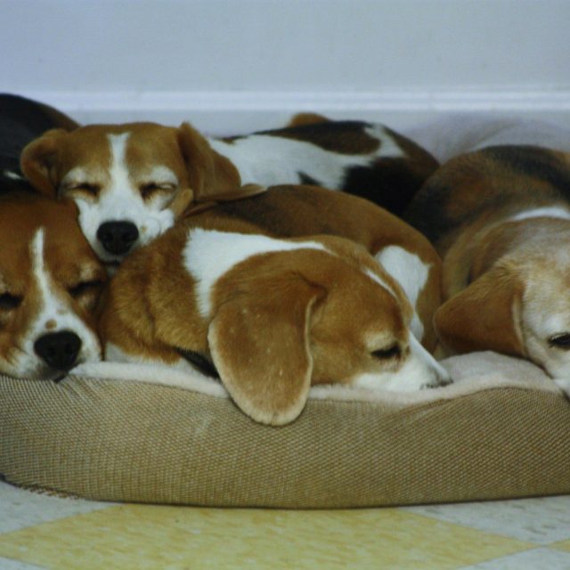 Puppy Pile