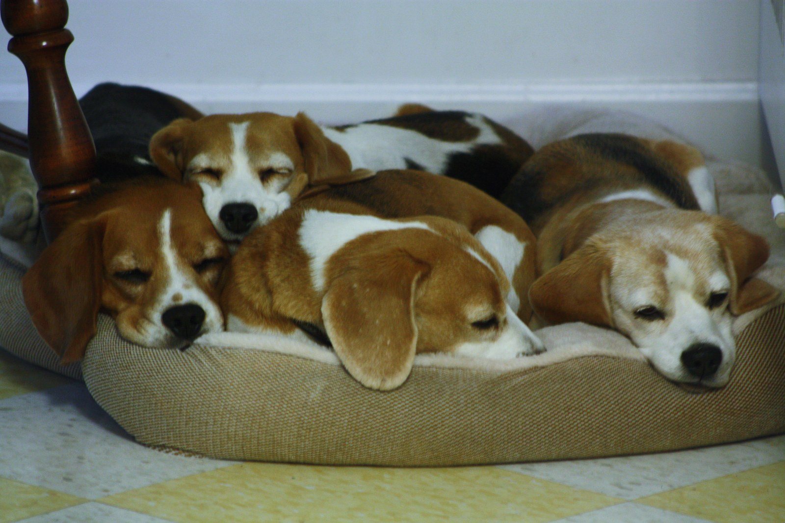 Puppy Pile