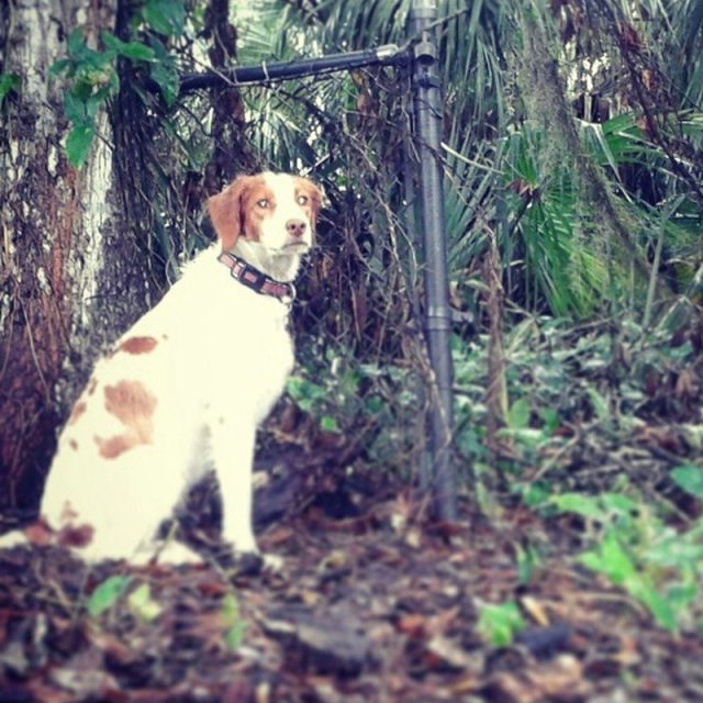 Bird Hunting