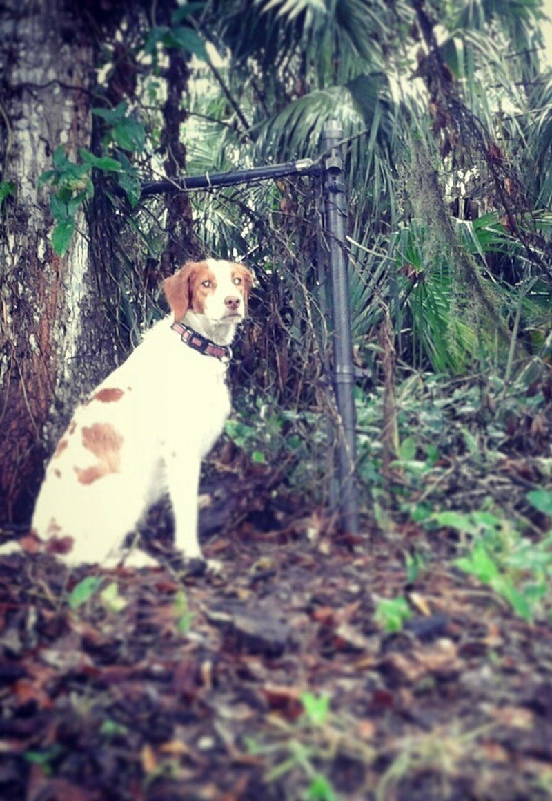 Bird Hunting