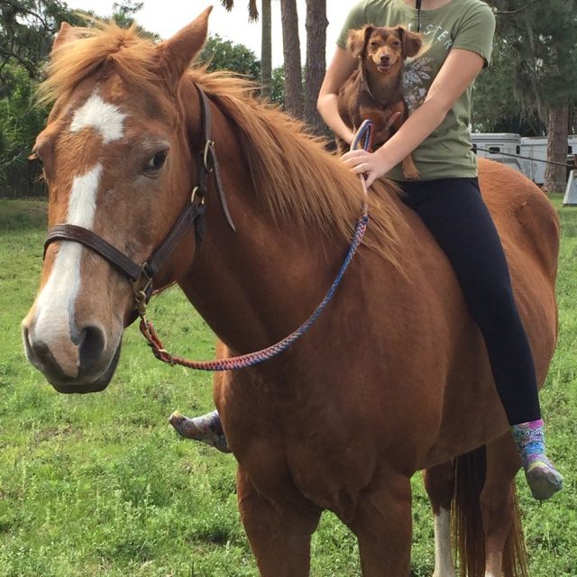 Scout On Horseback