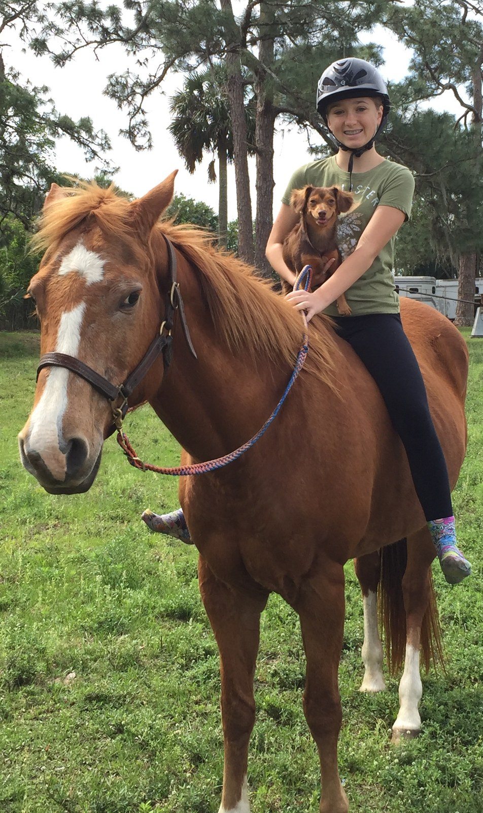 Scout On Horseback