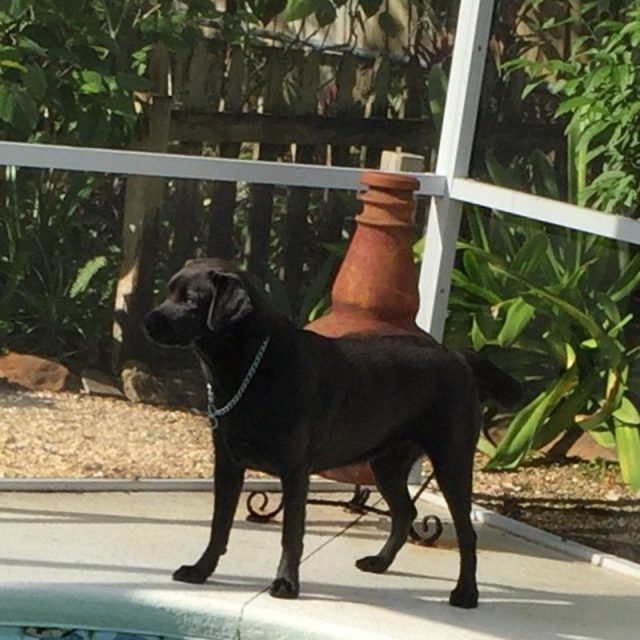 Lifeguard