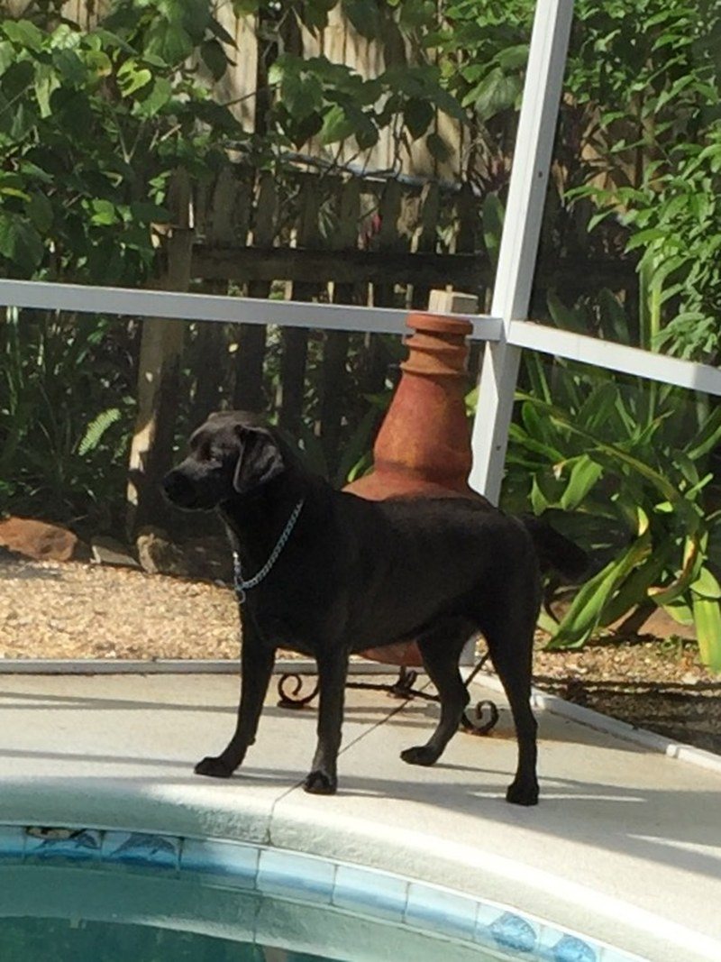Lifeguard