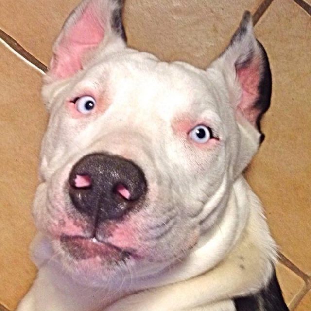 Bat Dog!!