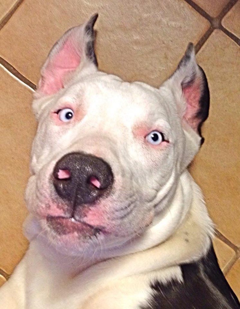 Bat Dog!!