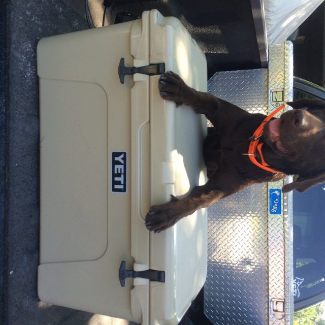 A Mans Two Best Friends