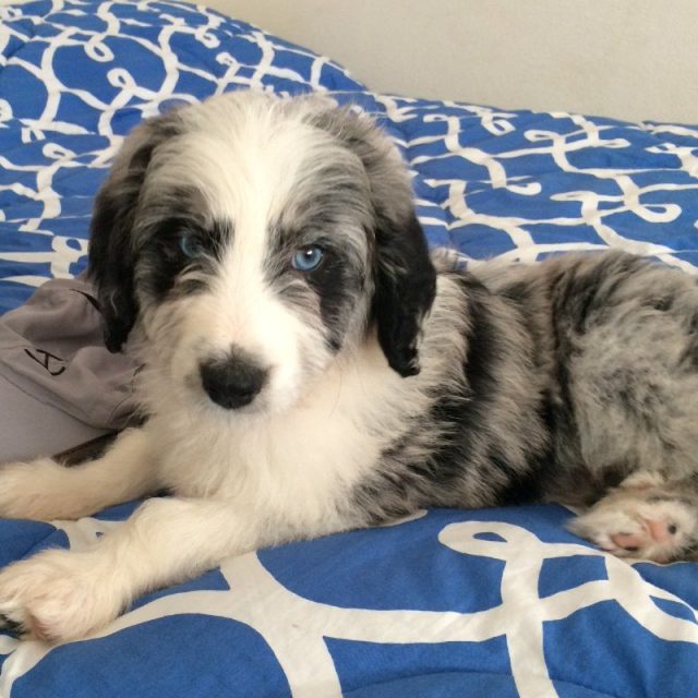 I Only Have Eyes For You 🐾