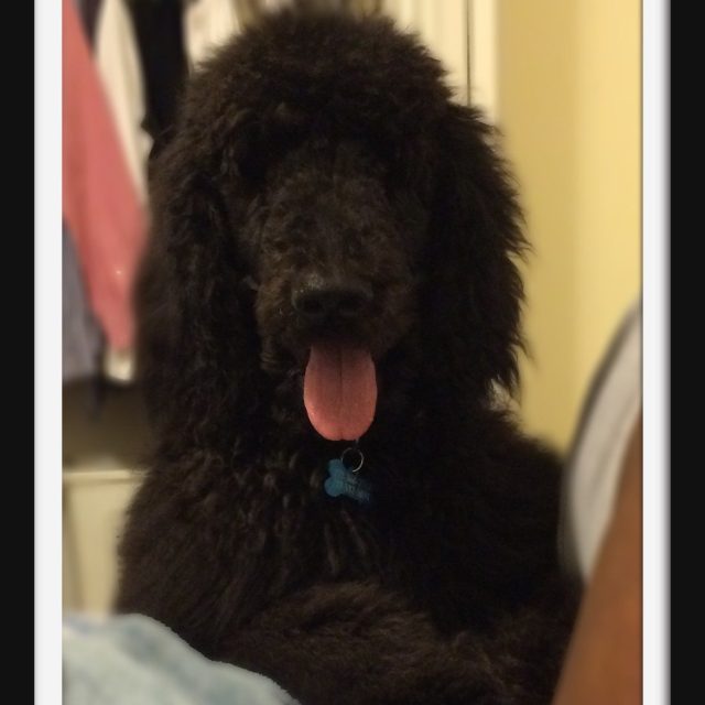 I Love My Poodle