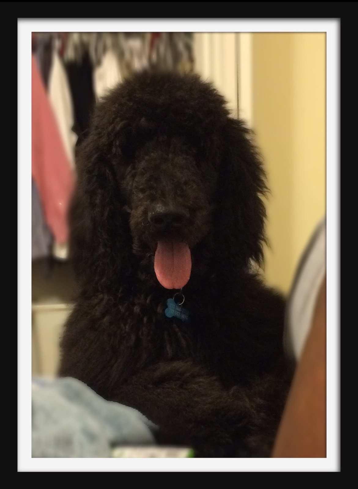 I Love My Poodle