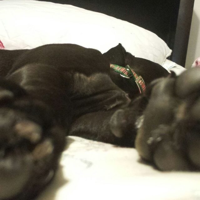 Paws Of Cuteness