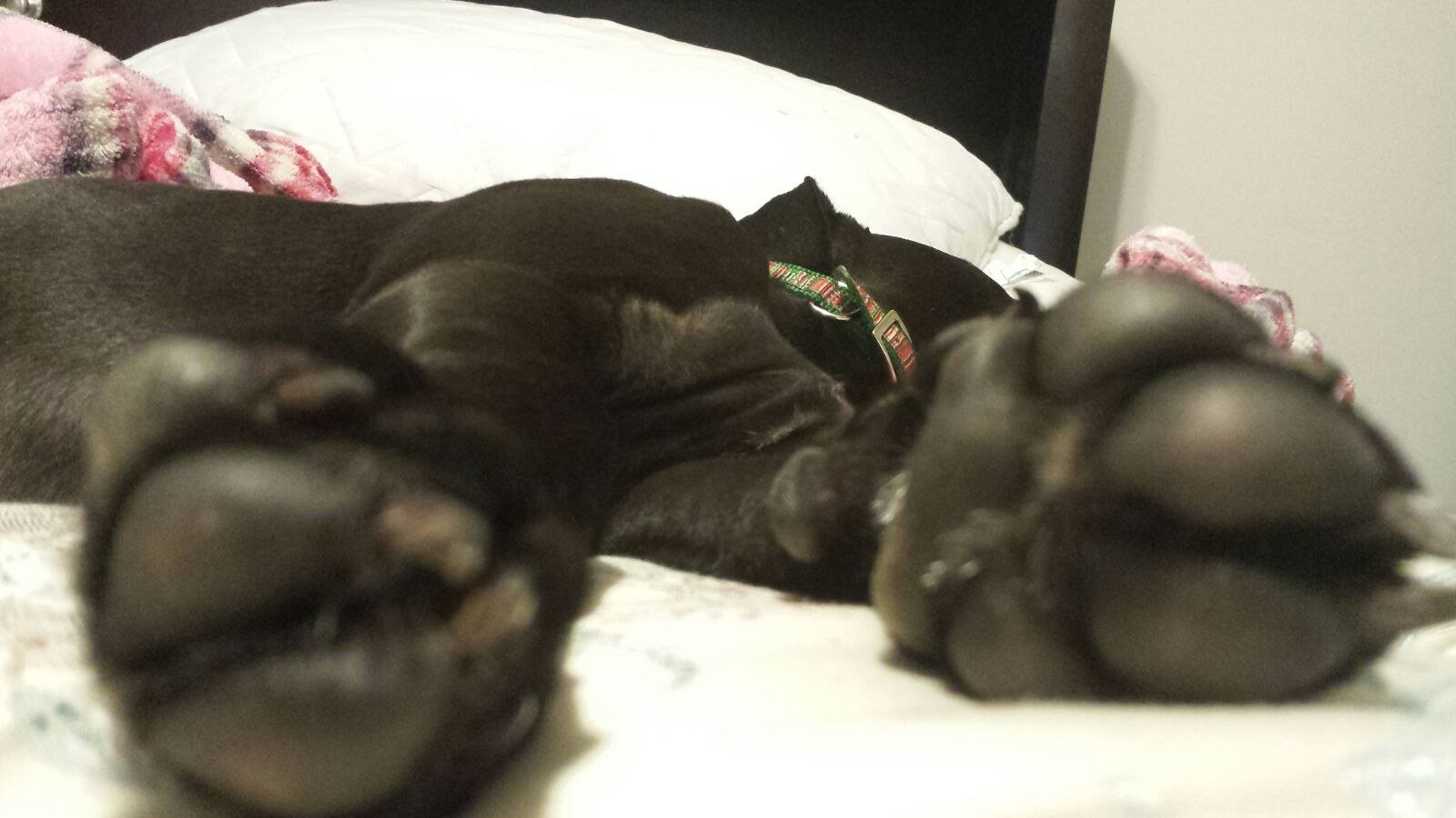 Paws Of Cuteness