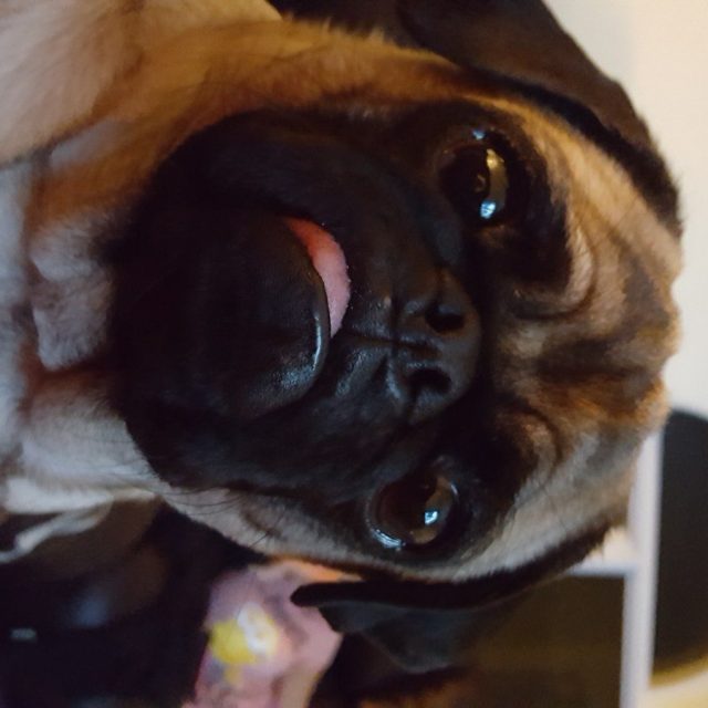 Say Wha?!
