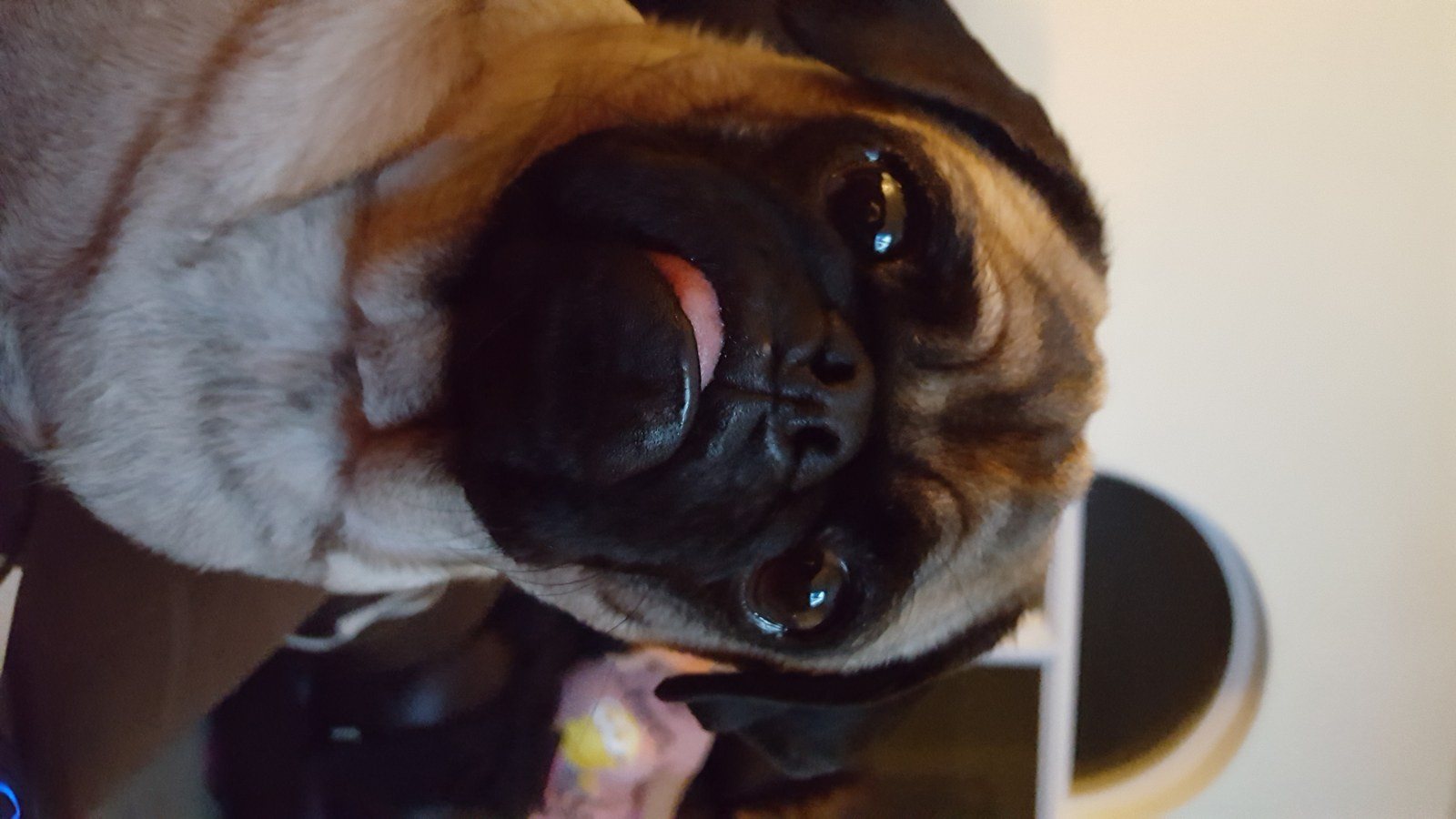 Say Wha?!