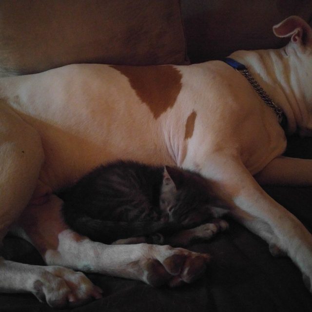Best Buds