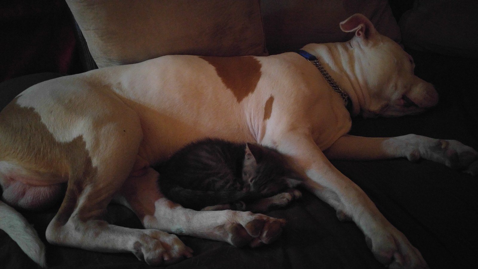 Best Buds