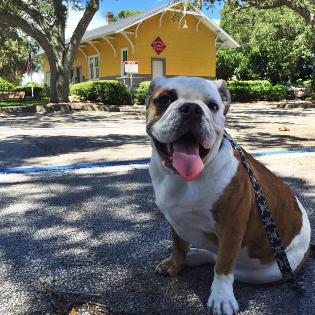 Clyde The Conductor: "All Aboard Bulldog Fans!"