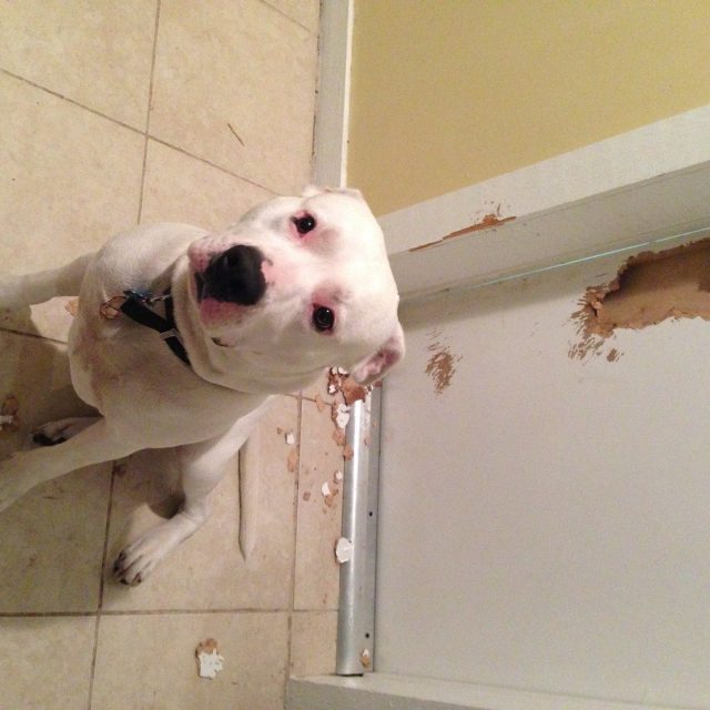 I Didn't Mean To Eat The Door Mom!!!