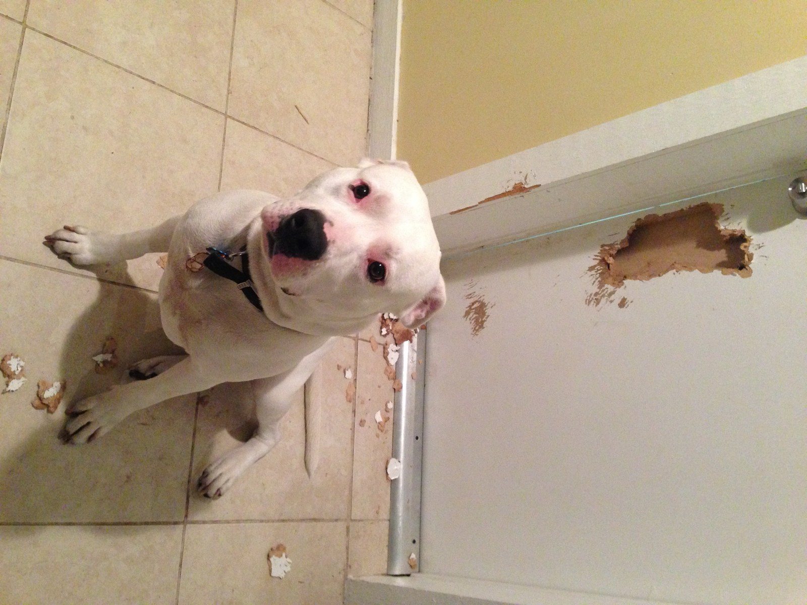 I Didn't Mean To Eat The Door Mom!!!