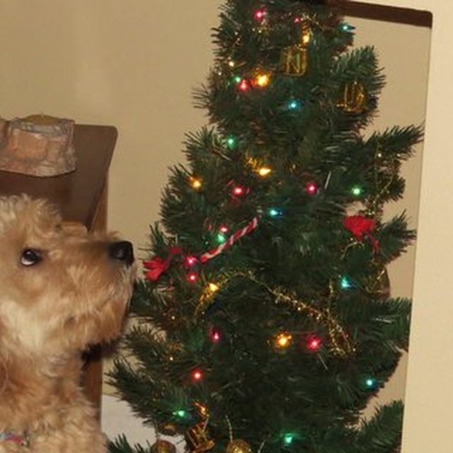 Wishing For Something Good For Christmas