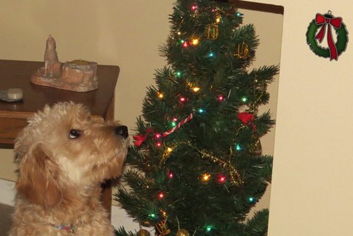 Wishing For Something Good For Christmas