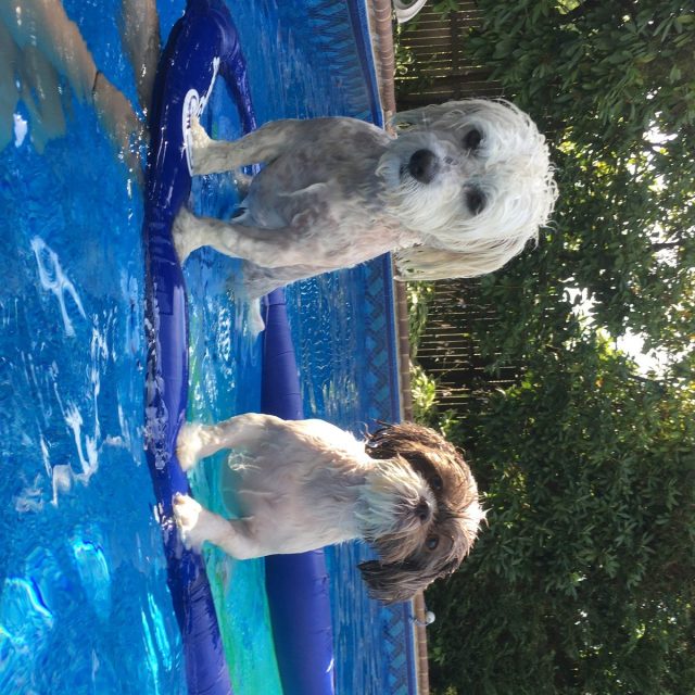 Pool Time With Herbie And Patchy