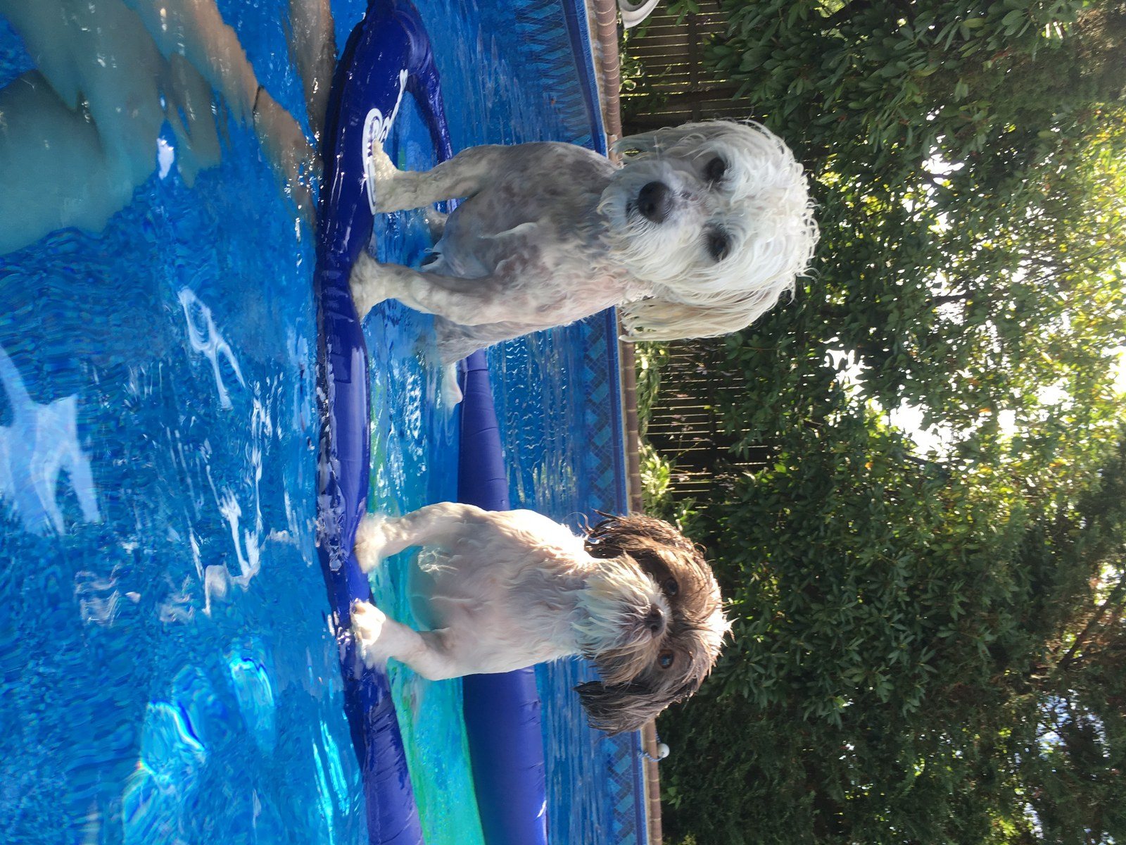 Pool Time With Herbie And Patchy