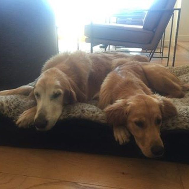 Ginger And Boomer Chilling