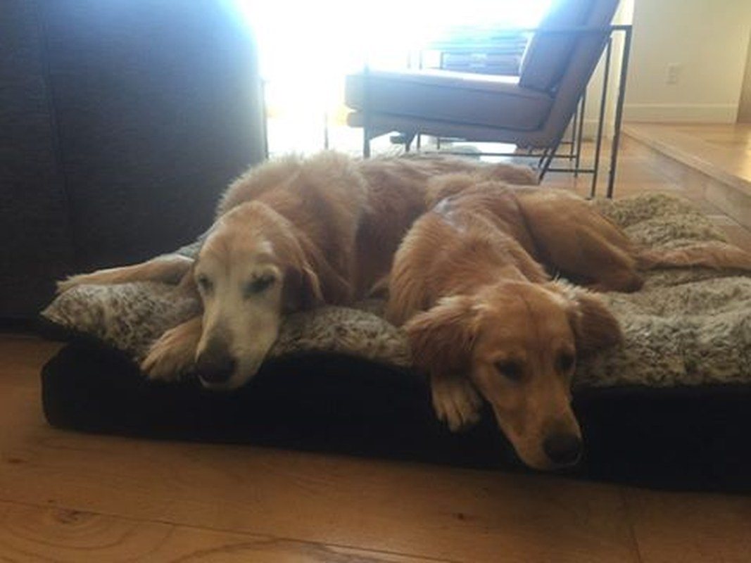 Ginger And Boomer Chilling