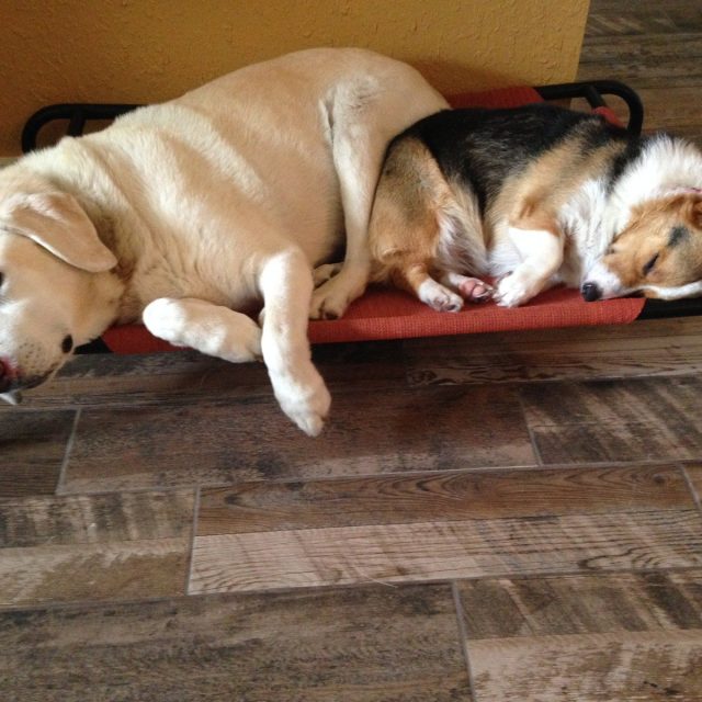 Jazzie & Morgie