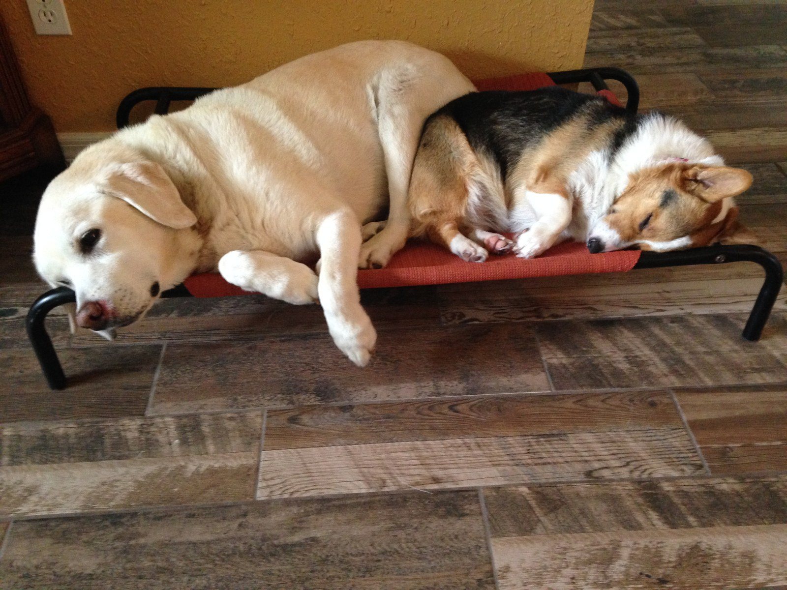 Jazzie & Morgie
