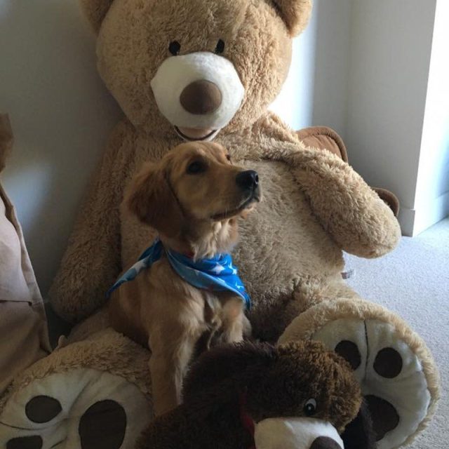 Ginger And Her Giant Teddy