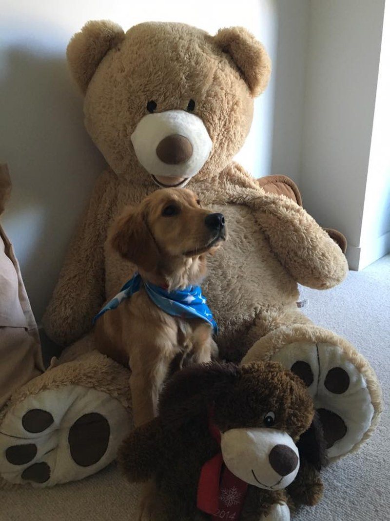 Ginger And Her Giant Teddy