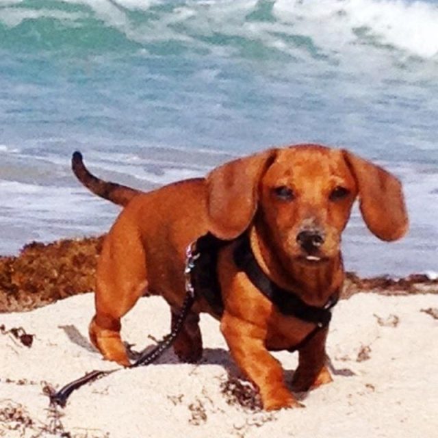 Beach Boy
